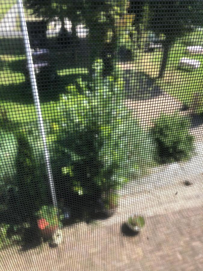 Hoeve Cornelia Berkel en Rodenrijs Exteriör bild